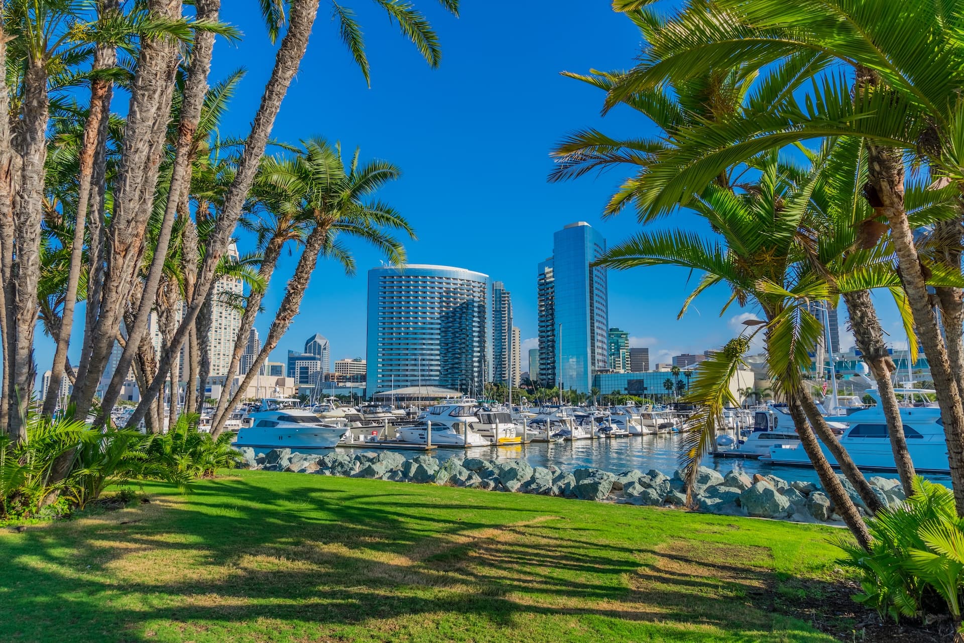 The San Diego marina with downtown skyline framed by palm trees